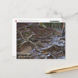 Cartão Postal Kurama-dera (Kinone-michi tree roots road) ポストカード