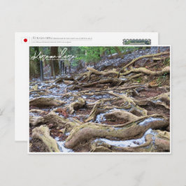 Cartão Postal Kurama-dera (Kinone-michi tree roots road) ポストカード