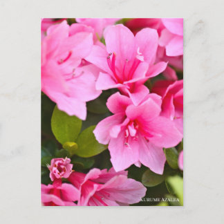 Cartão Postal Kurume Azalea