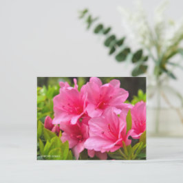 Cartão Postal Kurume Azalea