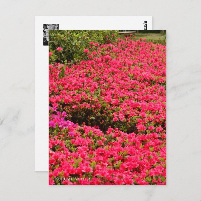 Cartão Postal Kurume Azalea (Frente/Verso)