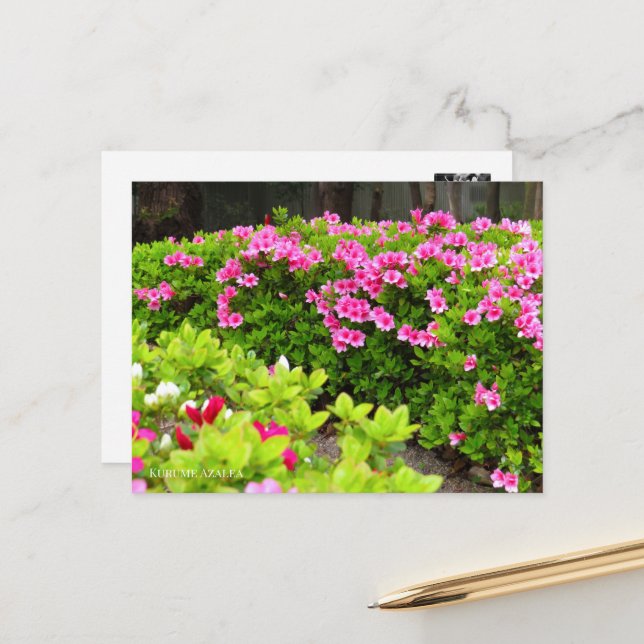 Cartão Postal Kurume Azalea (Frente/Verso In Situ)
