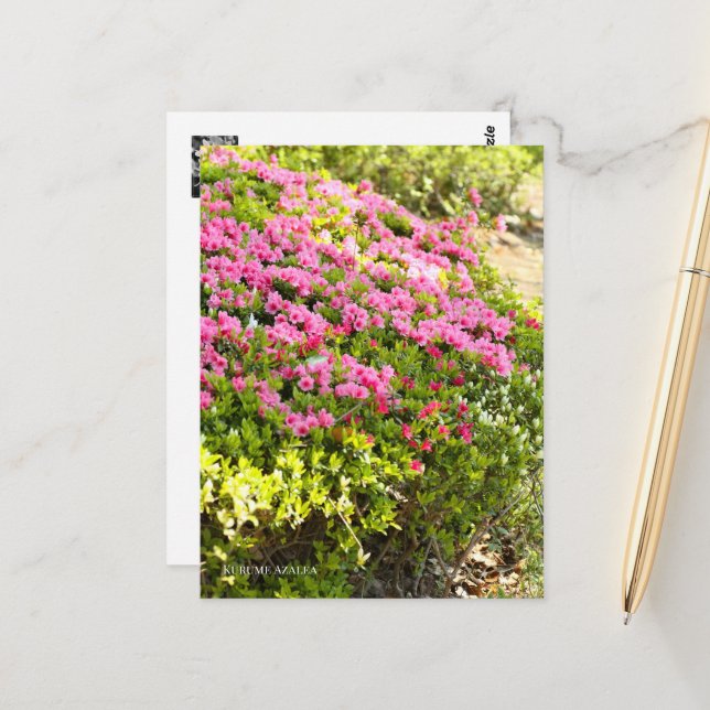 Cartão Postal Kurume Azalea (Frente/Verso In Situ)