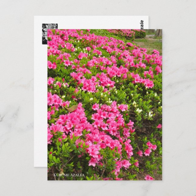 Cartão Postal Kurume Azalea (Frente/Verso)