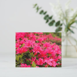 Cartão Postal Kurume Azalea