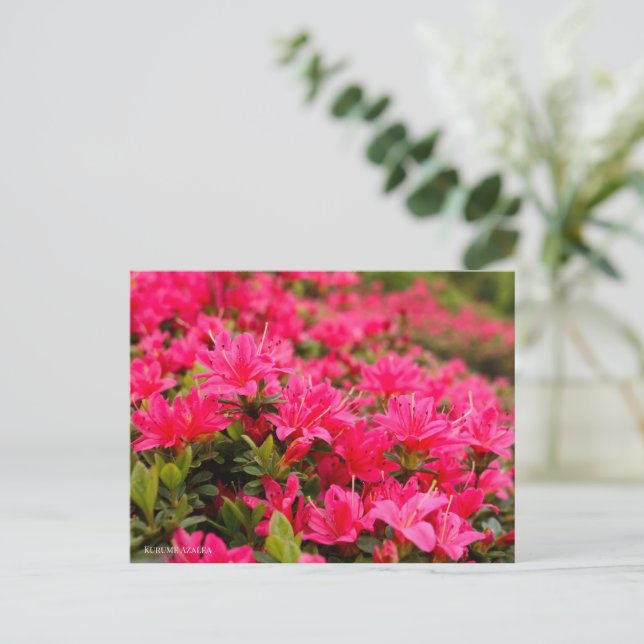 Cartão Postal Kurume Azalea (Em pé/Frente)
