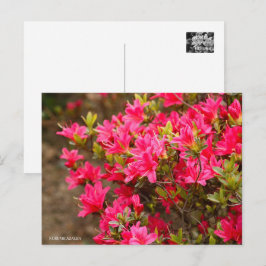 Cartão Postal Kurume Azalea