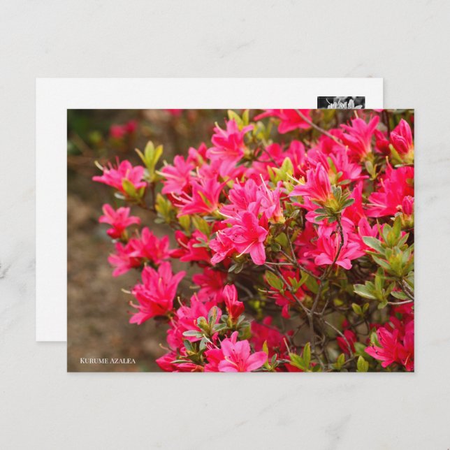 Cartão Postal Kurume Azalea (Frente/Verso)