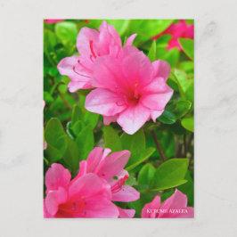 Cartão Postal Kurume Azalea