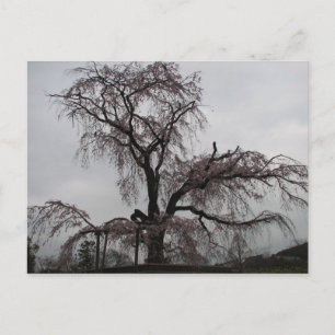 Cartão Postal Kyoto Sakura Tree, Japão