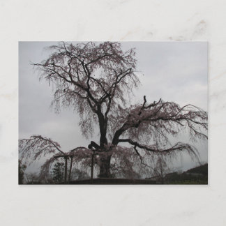 Cartão Postal Kyoto Sakura Tree, Japão