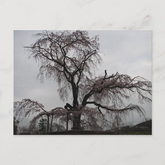 Cartão Postal Kyoto Sakura Tree, Japão (Frente)