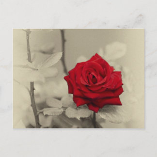 Cartão Postal _L0S7918.jpg