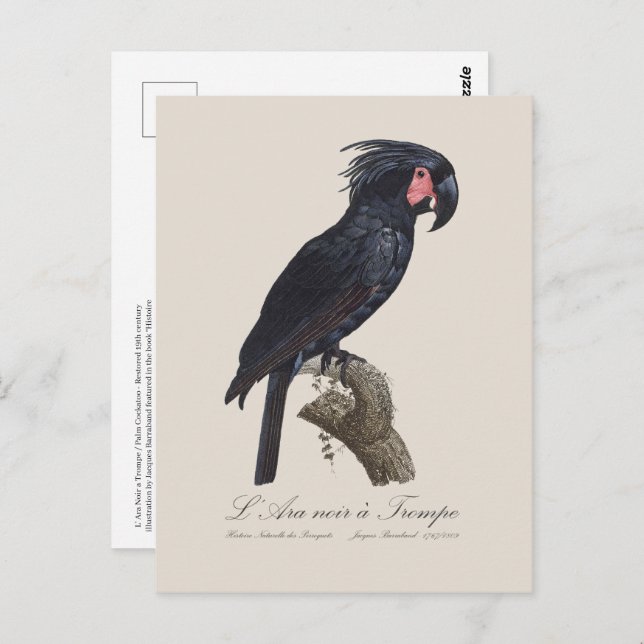 Cartão Postal L' Ara Noir a Trompe / Palm Cockatoo (Frente/Verso)