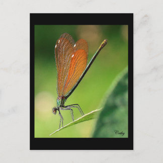 Cartão Postal La demoiselle