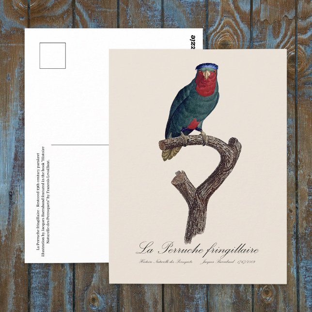 Cartão Postal La Perruche fringillaire (Blue-Crowned Lorikeet, Vini Australis. Postcard)