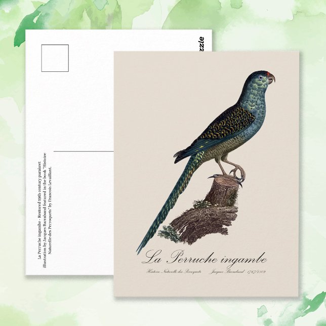 Cartão Postal La Perruche ingambe (Ground Parrot or Swamp Parrot, Pezoporus Wallicus. Postcard)