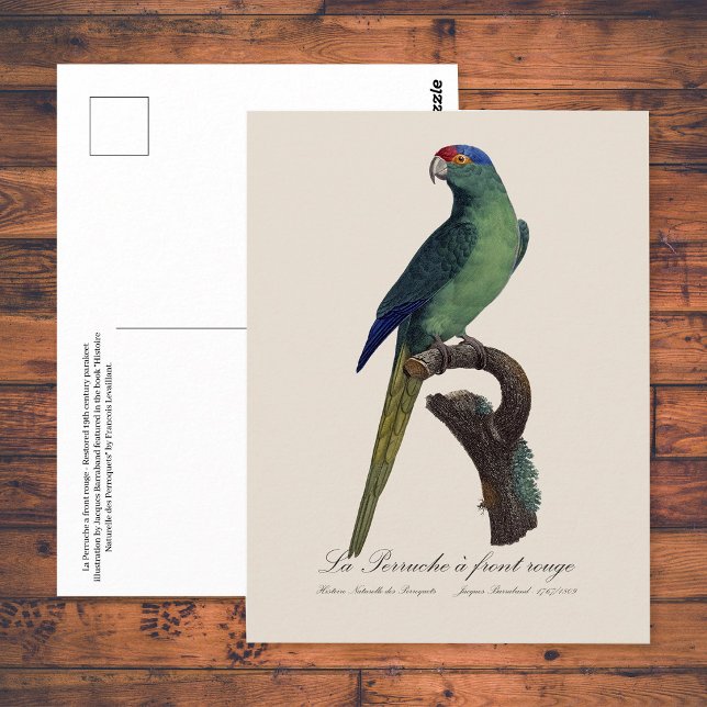 Cartão Postal La Perruche, uma coroa (Orange-Fronted Parakeet, Eupsittula Canicularis. Postcard)