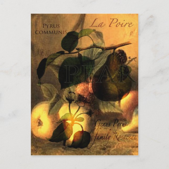 Cartão Postal La Poire nº 1 (Frente)