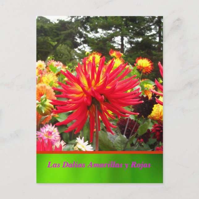 Cartão Postal La Tarjeta Postal - Las Dalias Amarillas y Rojas (Frente)