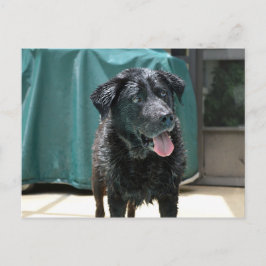 Cartão Postal Lab Preto Molhado Feliz e Molhado fica em Piscina