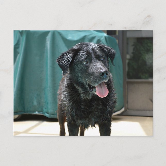 Cartão Postal Lab Preto Molhado Feliz e Molhado fica em Piscina (Frente)