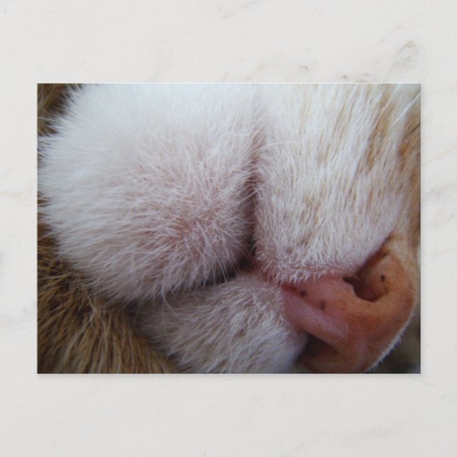 Cartão Postal Lábios do gatinho e Nariz Feche Extreme (Frente)