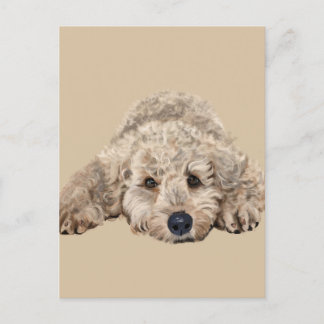 Cartão Postal Labradoodle