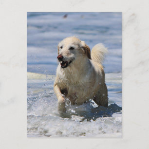 Cartão Postal Labradoodle - Izzy