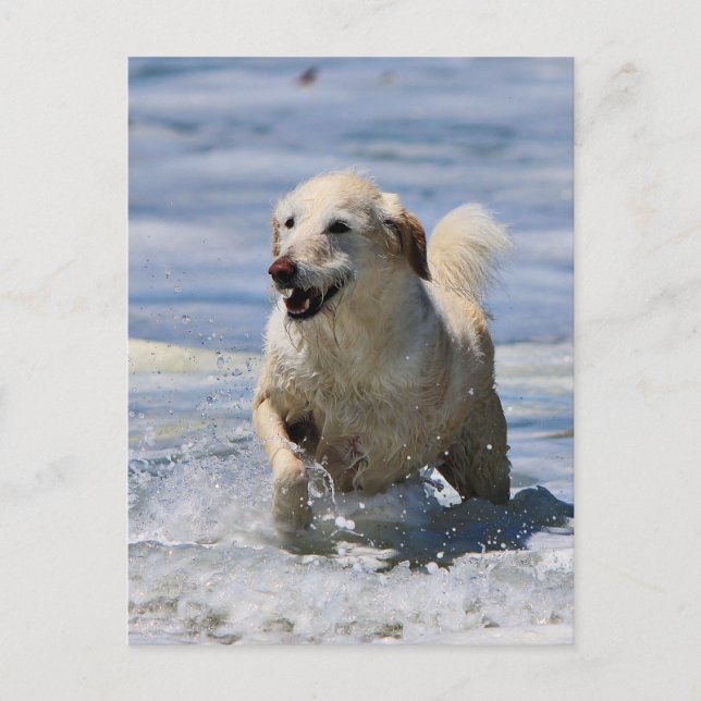 Cartão Postal Labradoodle - Izzy (Frente)