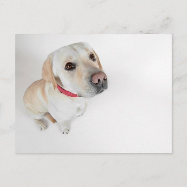 Cartão Postal labrador (Frente)