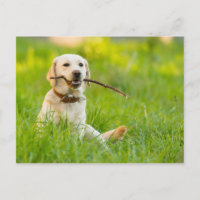 Labrador Amarelo Reproduz Busca Com Stick