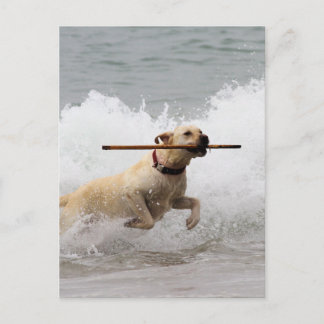 Cartão Postal Labrador - Amarelo - Vá Buscar!