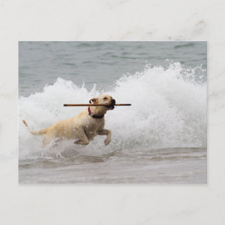 Cartão Postal Labrador - Amarelo - Vá Buscar!