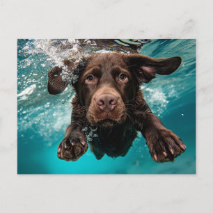 Cartão Postal Labrador Chocolate Brincalhão Nadando Submerso