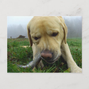 Cartão Postal Labrador comendo peixe - Cartão-postal