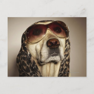 Cartão Postal Labrador loiro Retriever vestindo óculos de sol