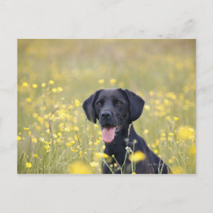 Cartão Postal Labrador negro 16 meses