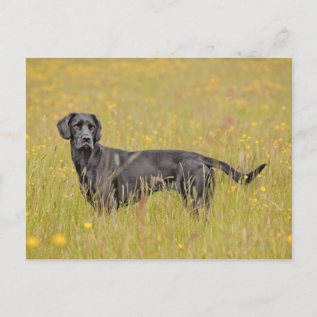 Cartão Postal Labrador negro 16 meses 2 (Frente)