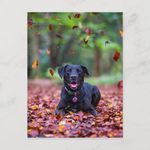 Cartão Postal Labrador Negro Em Folhas De Queda