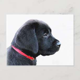 Cartão Postal Labrador Preto Cuppy Retriever - Lab Preto