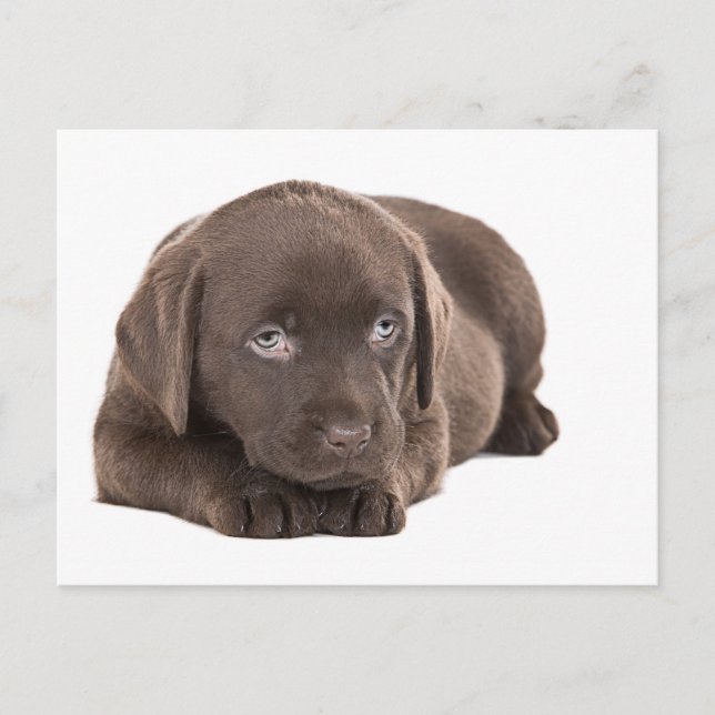 Cartão Postal Labrador Puppy de Chocolate Bonito (Frente)
