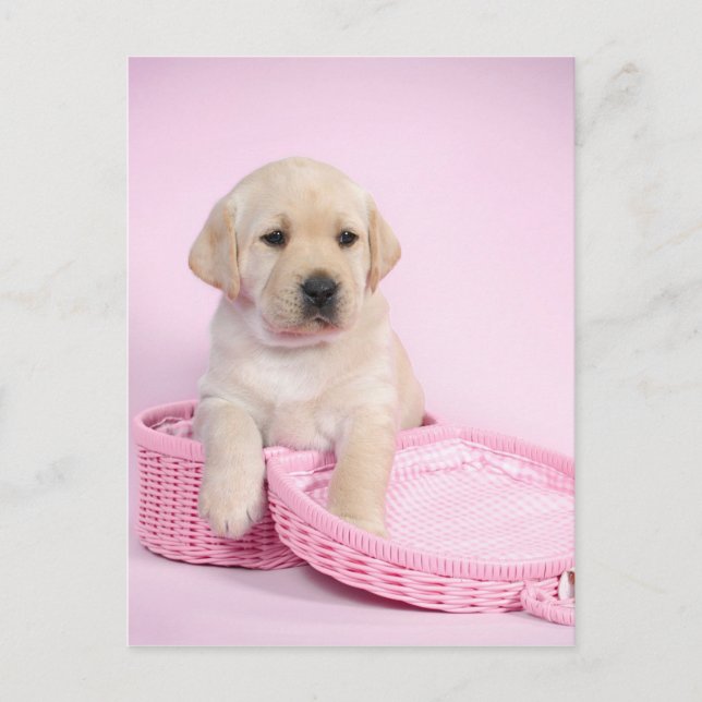 Cartão Postal Labrador recupera um cachorrinho rosa (Frente)