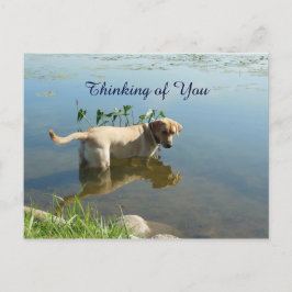 Cartão Postal Labrador Refletim Pensando em Você