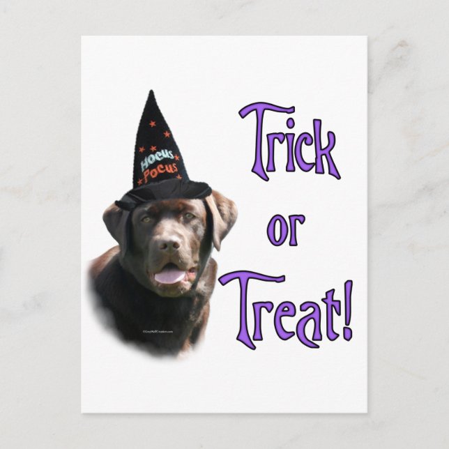 Cartão Postal Labrador Retriever (chocolate) (Frente)