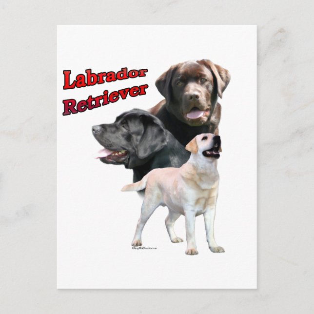 Cartão Postal Labrador Retriever Trio 2 (Frente)