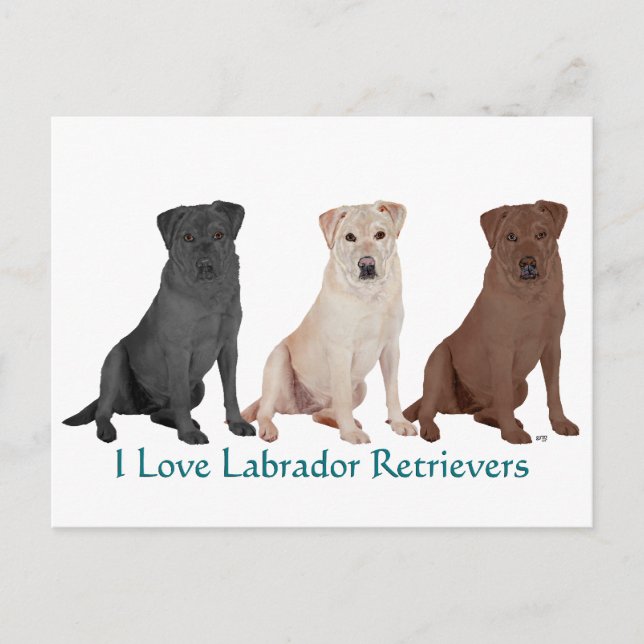 Cartão Postal Labradores Retrievers - 3 Cores para Amar (Frente)
