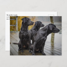 Labs Pretos em uma doca