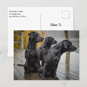 Cartão Postal Labs Pretos em uma doca