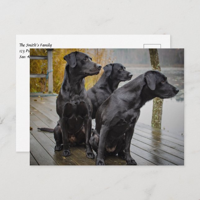 Cartão Postal Labs Pretos em uma doca (Frente/Verso)